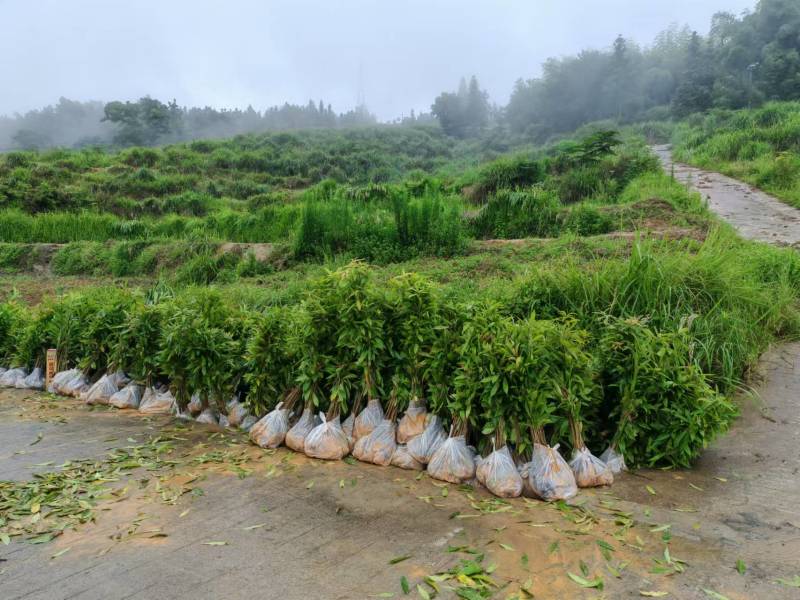 重庆木荷苗四川雅安名山绿化苗木品种齐全规格齐全成活率高