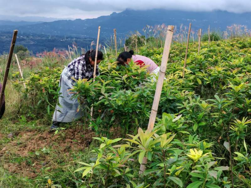 重庆木荷苗四川雅安名山绿化苗木品种齐全规格齐全成活率高