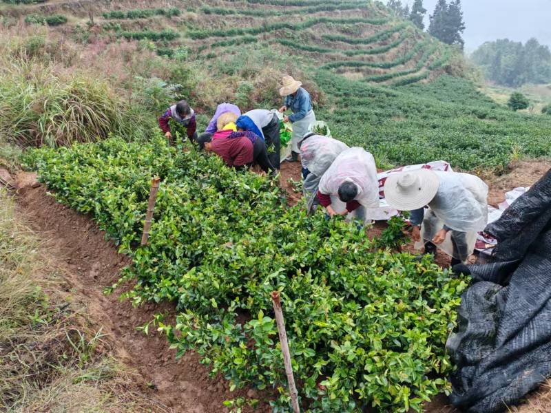 重庆木荷苗四川雅安名山绿化苗木品种齐全规格齐全成活率高