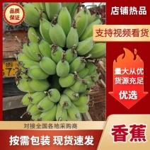 广东省徐闻县优质巴西香蕉、苹果蕉和粉蕉等等