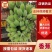 广东省徐闻县优质巴西香蕉、苹果蕉和粉蕉等等
