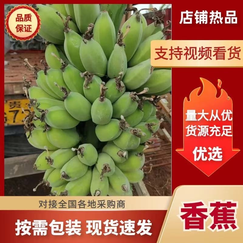 广东省徐闻县优质巴西香蕉、苹果蕉和粉蕉等等