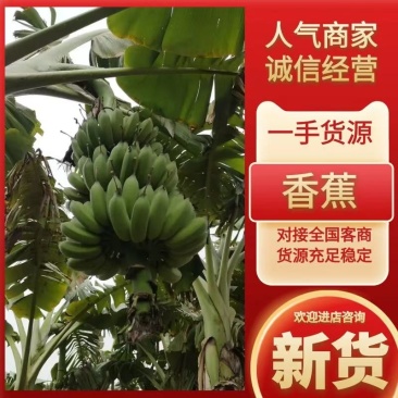 广东省徐闻县优质香蕉全国发货支持视频看货量大从优