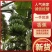 广东省徐闻县优质香蕉全国发货支持视频看货量大从优