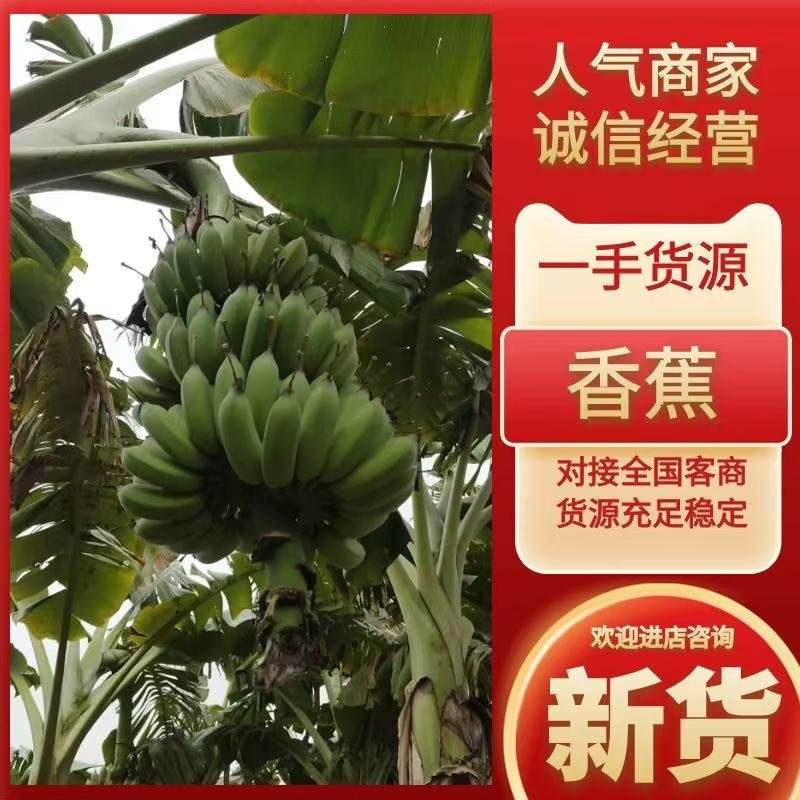 广东省徐闻县优质香蕉全国发货支持视频看货量大从优