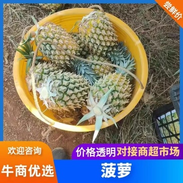 徐闻优质菠萝大量上市清甜爽口物美价廉产地一手货源直供