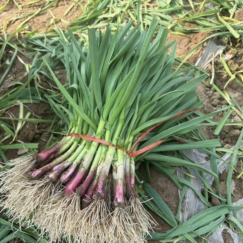【实地考察】红根蒜苗有需要来电咨询发货快质量好