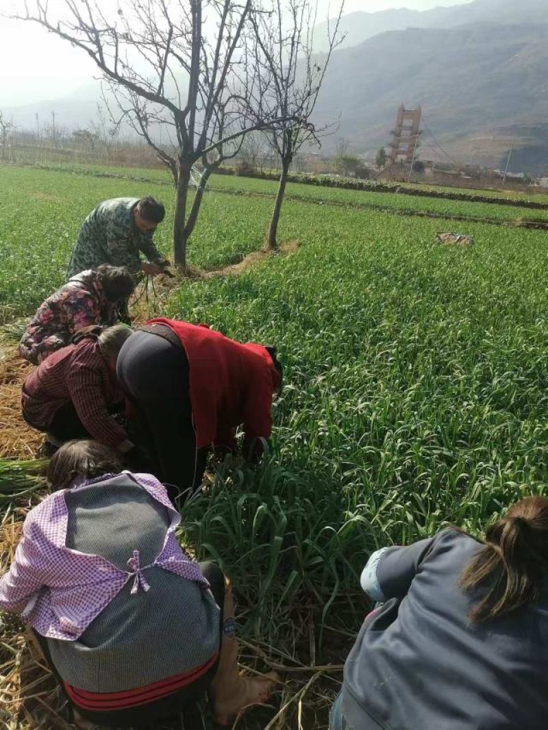 【实地考察】红根蒜苗有需要来电咨询发货快质量好