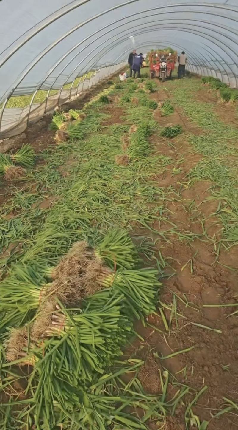 【实地考察】红根蒜苗有需要来电咨询发货快质量好