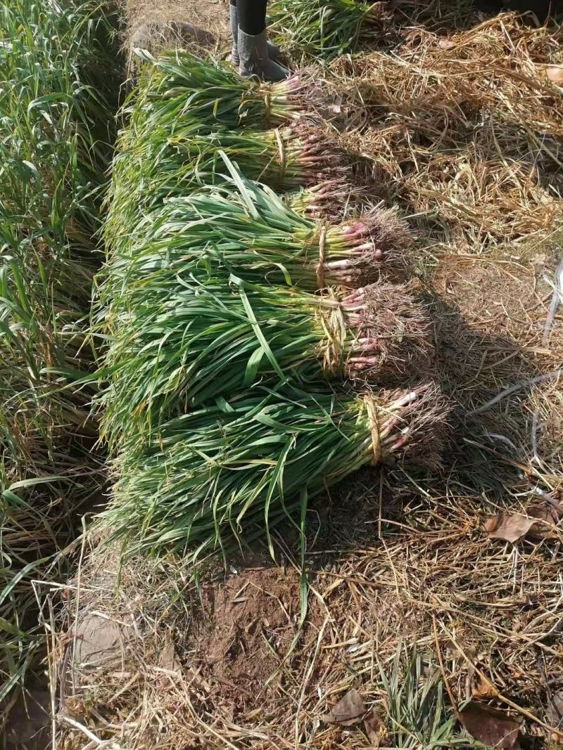 【实地考察】红根蒜苗有需要来电咨询发货快质量好