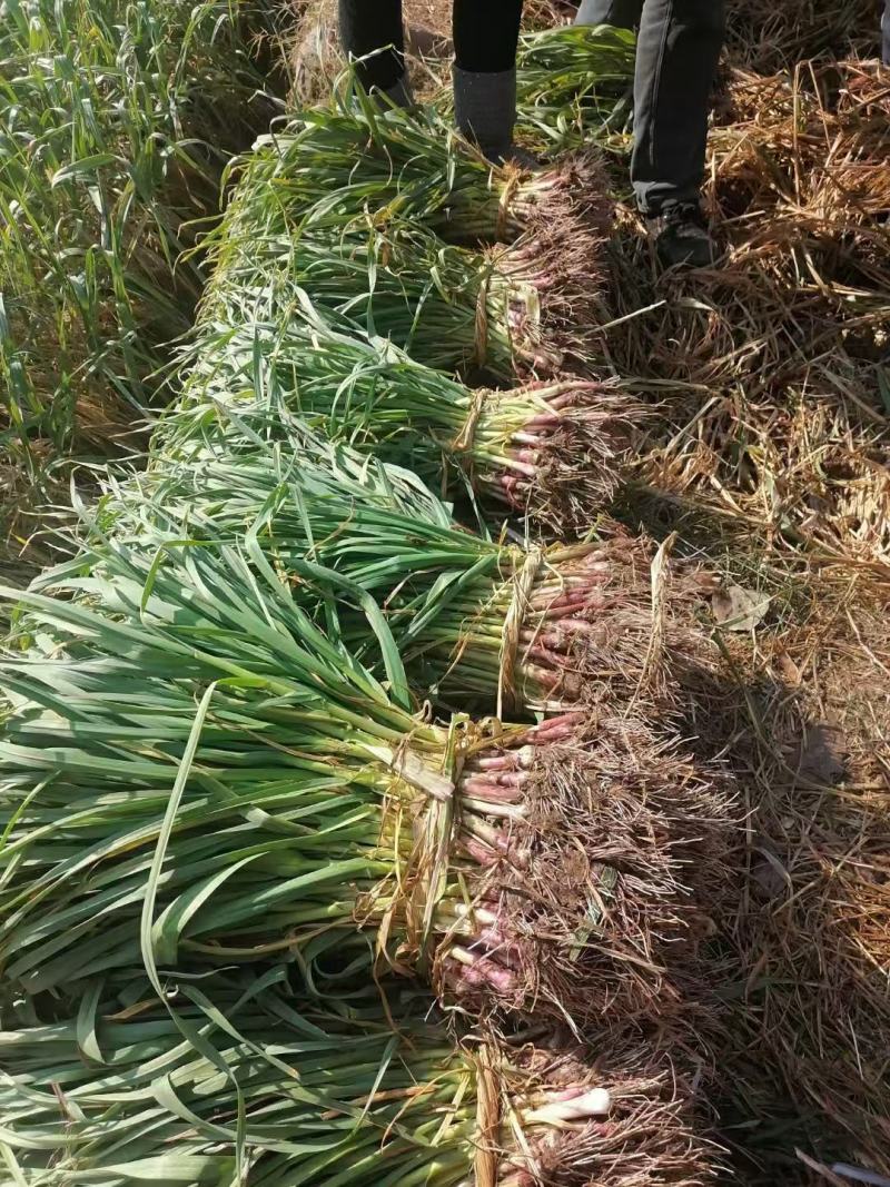 【实地考察】红根蒜苗有需要来电咨询发货快质量好