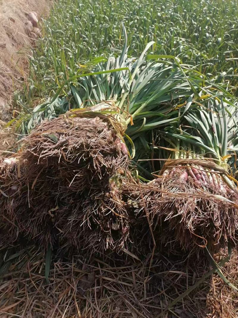 【实地考察】红根蒜苗有需要来电咨询发货快质量好