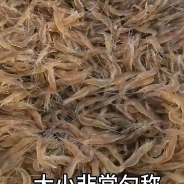 小白虾