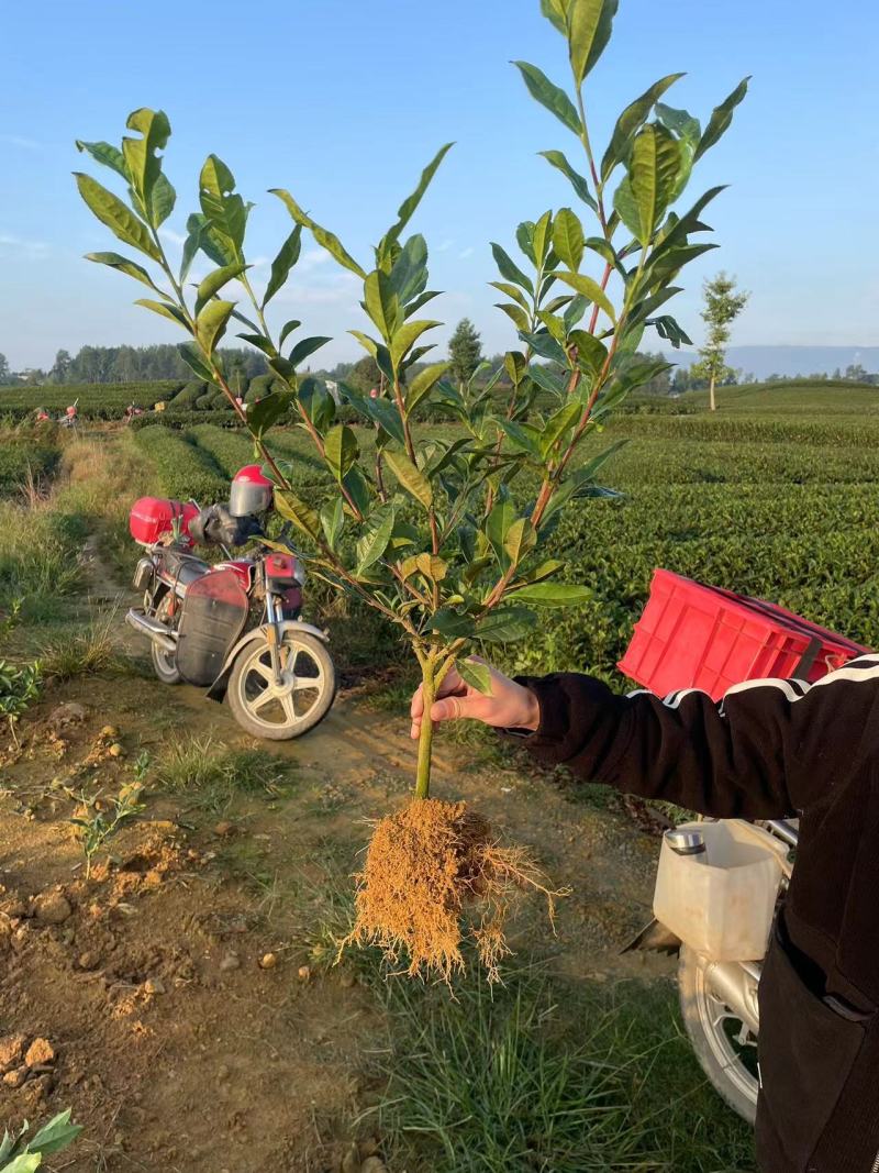 茶树绿化苗，1公分茶树苗，2公分茶树苗，三年生茶树苗