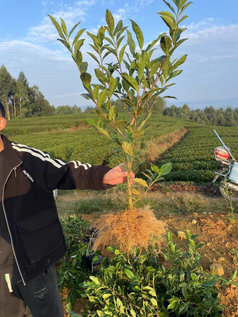 茶树绿化苗，1公分茶树苗，2公分茶树苗，三年生茶树苗