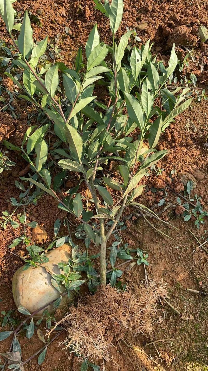 茶树绿化苗，1公分茶树苗，2公分茶树苗，三年生茶树苗