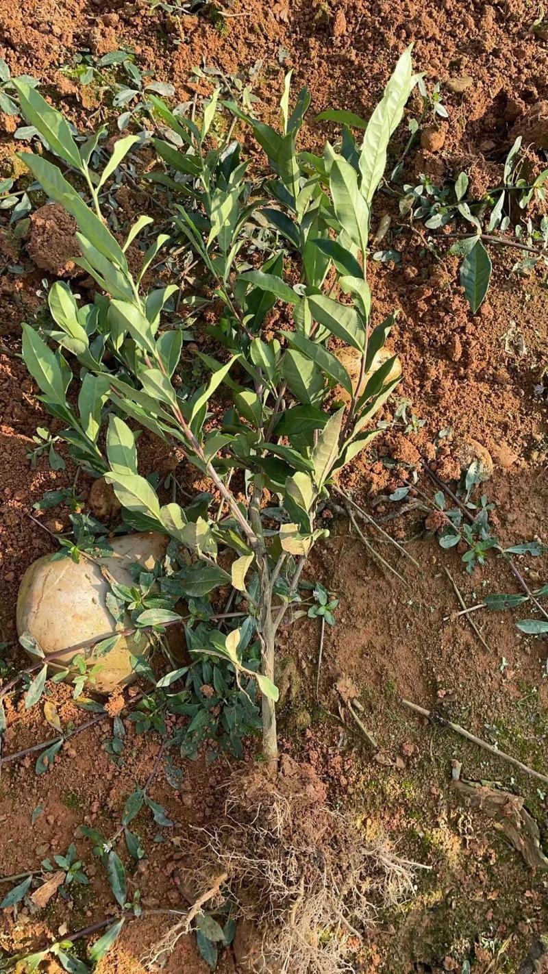 茶树绿化苗，1公分茶树苗，2公分茶树苗，三年生茶树苗