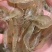 小白虾