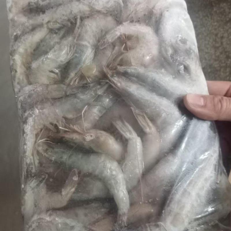 连云港白对虾来了，欢迎各位老板洽谈