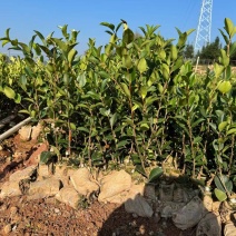四川油茶苗基地，重庆油茶苗，陕西油茶苗，贵州油茶苗，茶苗
