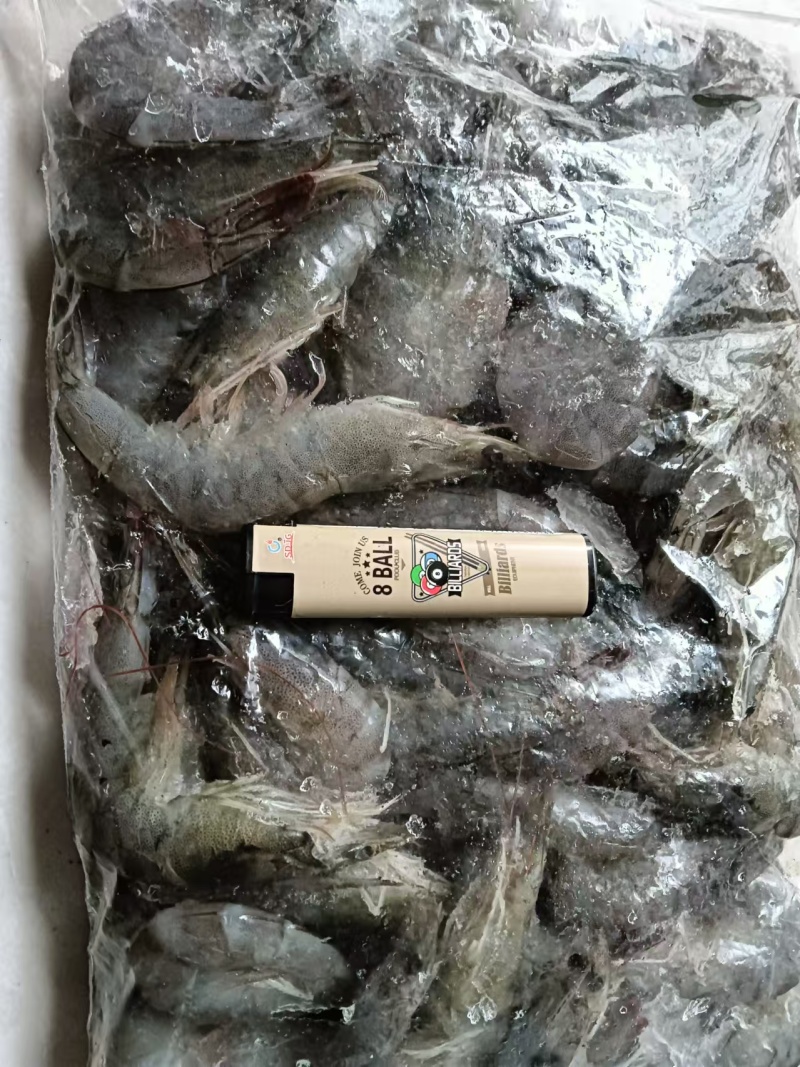 连云港白对虾来了，欢迎各位老板洽谈