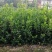 四川油茶苗基地，重庆油茶苗，陕西油茶苗，贵州油茶苗，茶苗