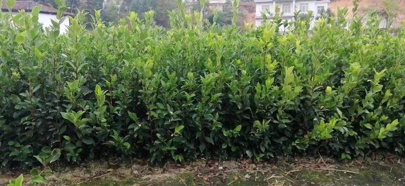 四川油茶苗基地，重庆油茶苗，陕西油茶苗，贵州油茶苗，茶苗