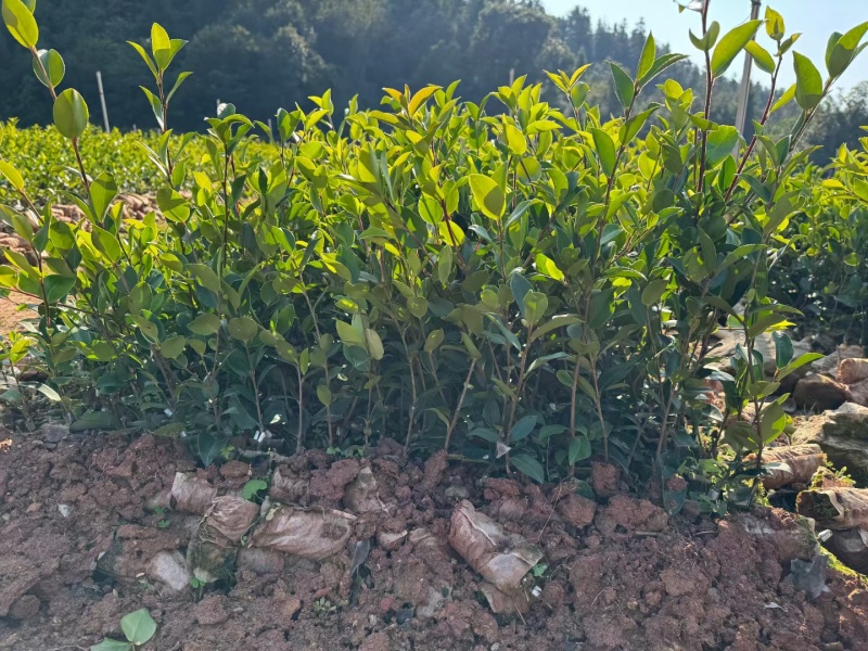 四川油茶苗基地，重庆油茶苗，陕西油茶苗，贵州油茶苗，茶苗