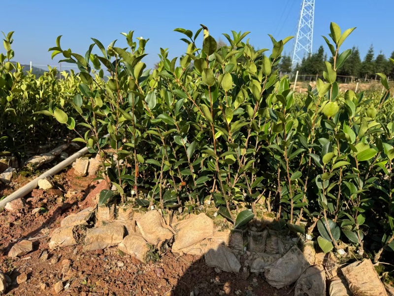 四川油茶苗基地，重庆油茶苗，陕西油茶苗，贵州油茶苗，茶苗