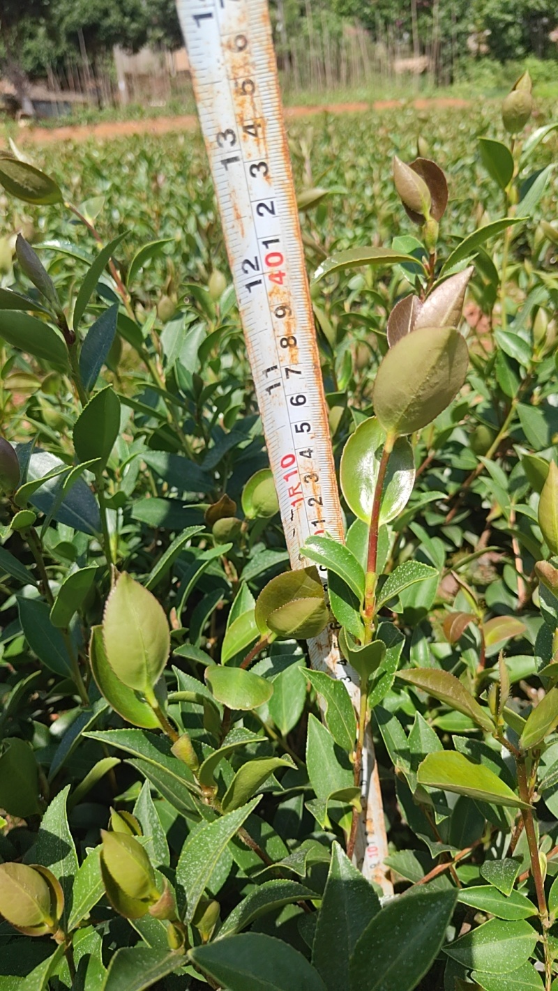 四川油茶苗基地，重庆油茶苗，陕西油茶苗，贵州油茶苗，茶苗