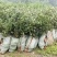 四川油茶苗基地，重庆油茶苗，陕西油茶苗，贵州油茶苗，茶苗