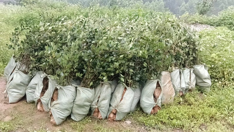 四川油茶苗基地，重庆油茶苗，陕西油茶苗，贵州油茶苗，茶苗