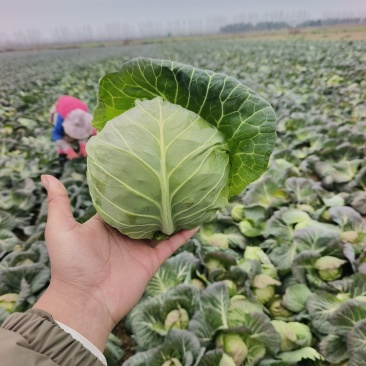 湖北甘蓝大量上市,产地直发供应全国市场电商