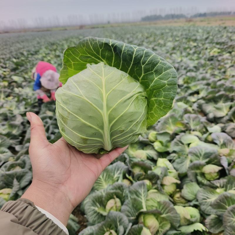 湖北甘蓝大量上市，产地直发供应全国市场电商