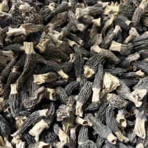 羊肚菌头茬厚肉1-3公分，宝宝菇