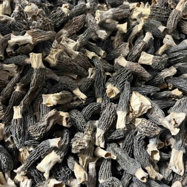 羊肚菌头茬厚肉1-3公分，宝宝菇