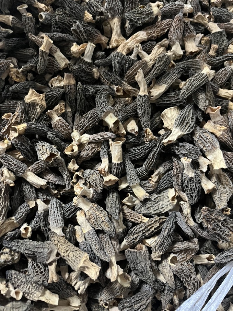羊肚菌头茬厚肉1-3公分，宝宝菇