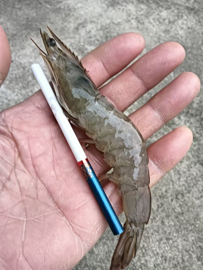 新鲜的南美白对虾