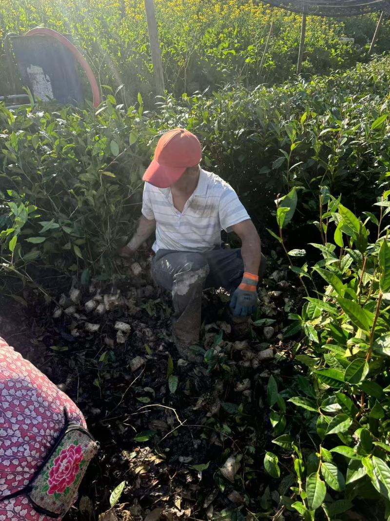 云南大叶种茶苗，冰岛大叶茶苗，老班章茶苗，文山茶叶苗