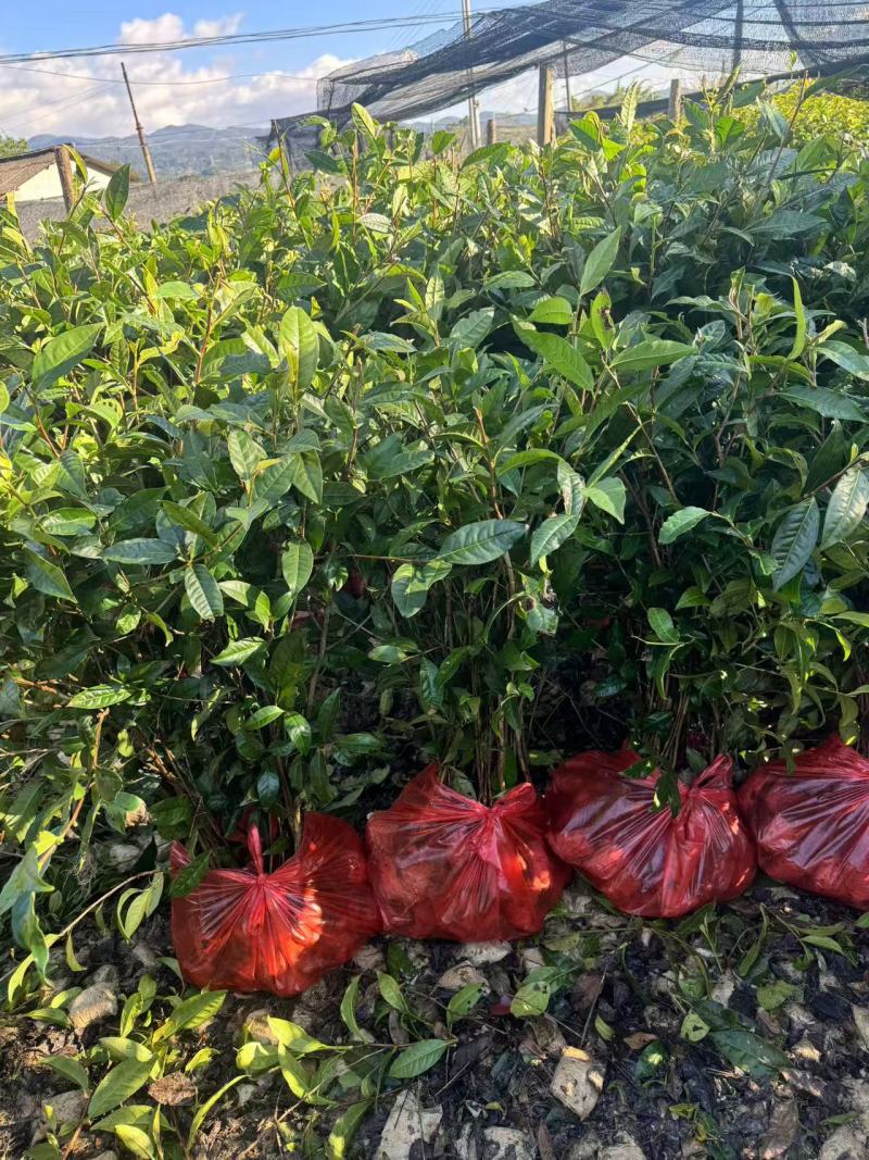 云南大叶种茶苗，冰岛大叶茶苗，老班章茶苗，文山茶叶苗