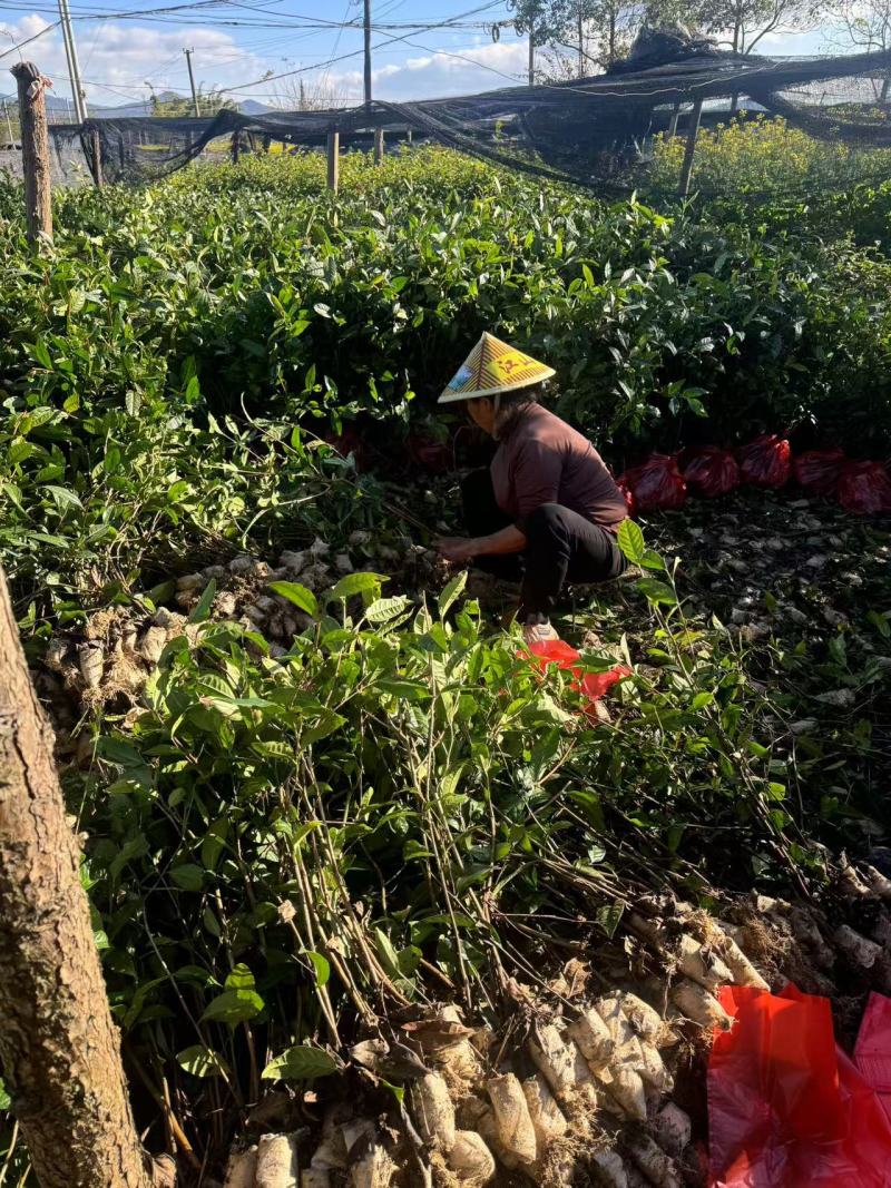 云南大叶种茶苗，冰岛大叶茶苗，老班章茶苗，文山茶叶苗