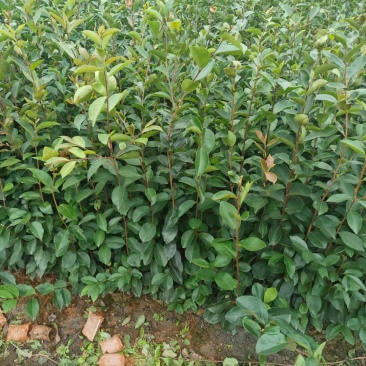 云南大叶种茶苗，冰岛大叶茶苗，老班章茶苗，文山茶叶苗