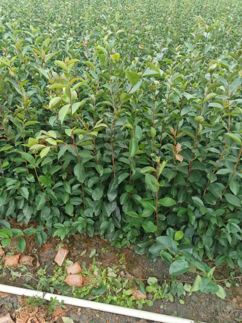 云南大叶种茶苗，冰岛大叶茶苗，老班章茶苗，文山茶叶苗