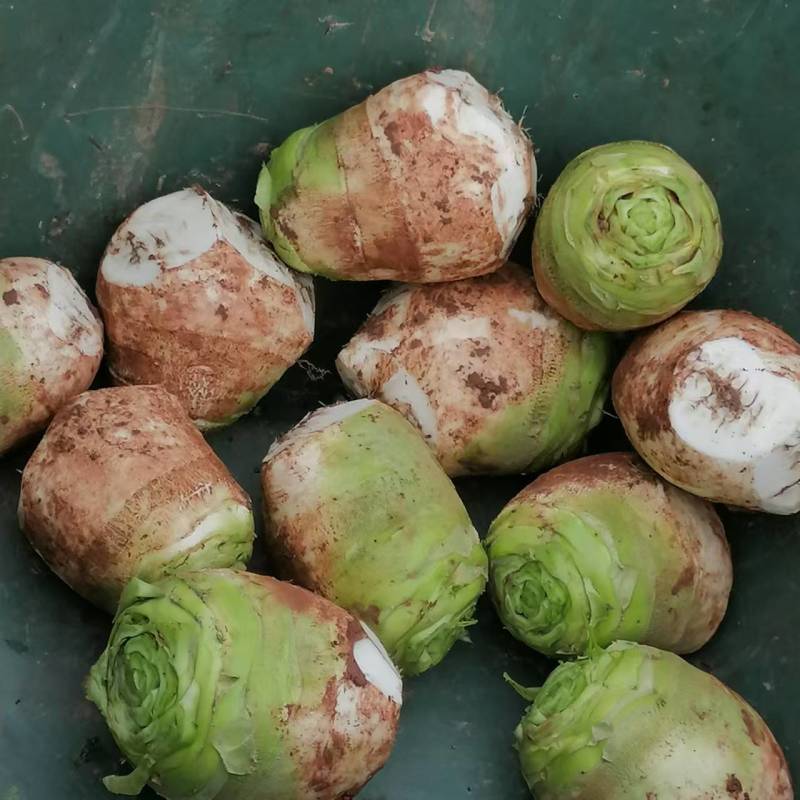 四川精品大头菜荷包大头菜电商大量欢迎客户