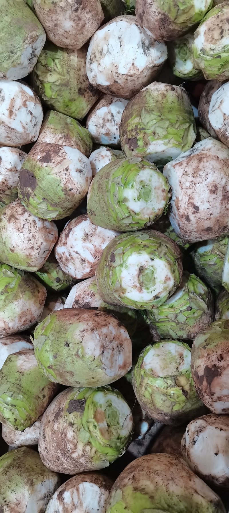 四川精品大头菜荷包大头菜电商大量欢迎客户