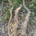 新鲜野生风铃山药