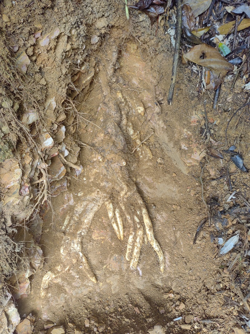 新鲜野生风铃山药