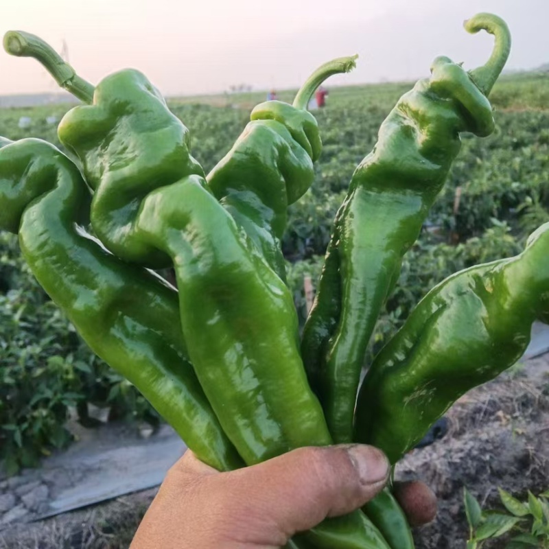 海南陇椒15~20厘米青特辣大量现货充足质量保