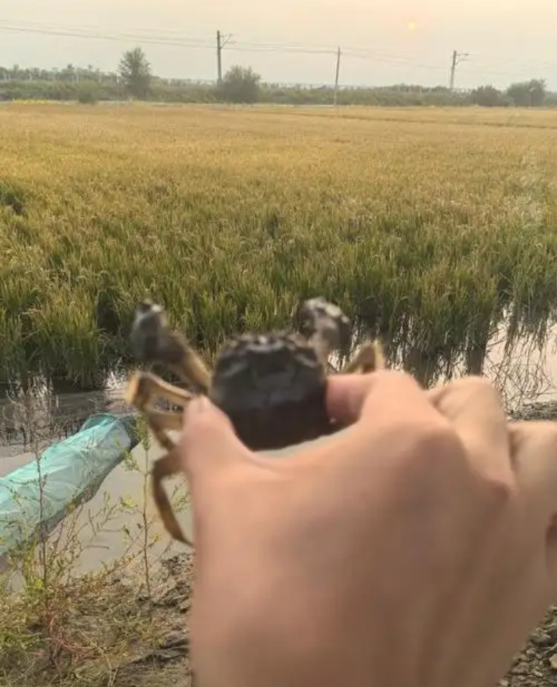 盘锦蟹田大米