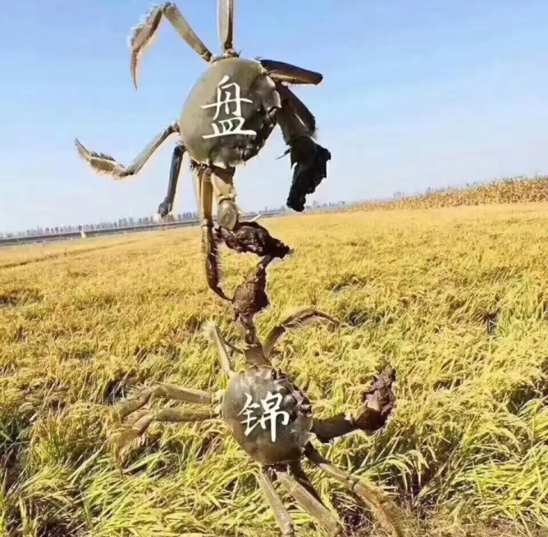 盘锦蟹田大米